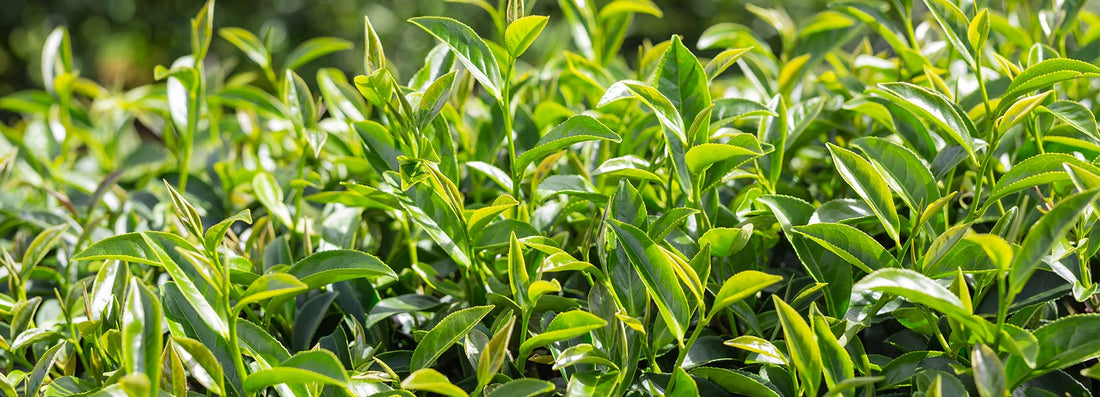 Benefits of Tea Tree