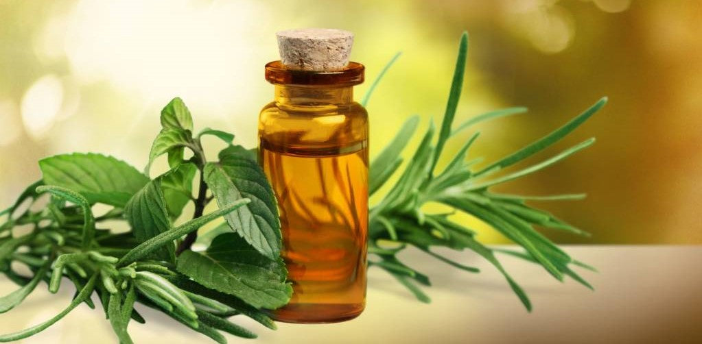 Hair and Skincare Benefits of Tea Tree Oil